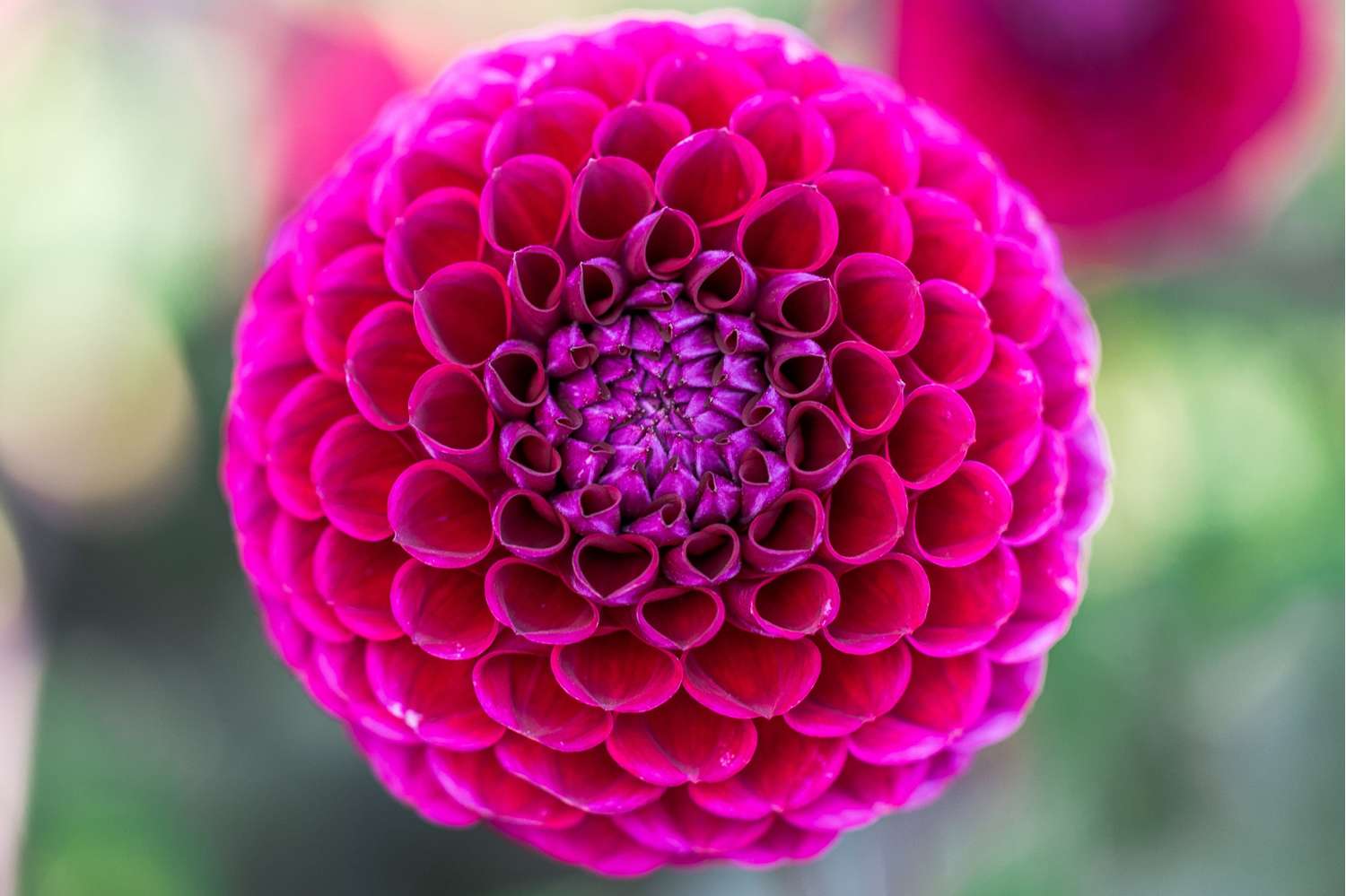 Dahlia 'Jowey Arenda'